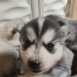 Siberian Husky Puppies from Spirit of the Moon Siberians