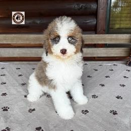 Gary - Merle male Bernedoodle puppy in Banner Elk, North Carolina from Walnut Tree Bernedoodles