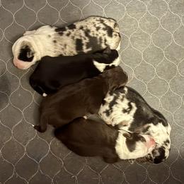 Miniature Australian Shepherd puppies from +s mini Aussies