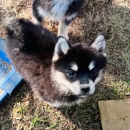 Brownie - Black male Pomsky puppy in Conway, Arkansas from Prancing Pomskies