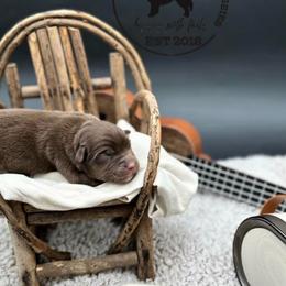Garth - Red tri male Miniature Australian Shepherd puppy in Queen Creek, Arizona from Arizona Aussies
