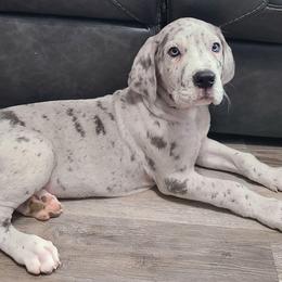 Zara - Merle female Great Dane puppy in Kannapolis, North Carolina from Carolina Great Danes & Toy Poodles