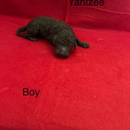 Yahtzee - Poodle puppy from Legacy Poodles