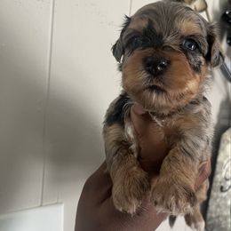Luna(2000) - Merle female Yorkipoo puppy in Gastonia, North Carolina from Precious pups dynasty kennel