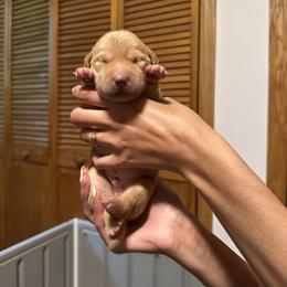 Stitch - Yellow male Labrador Retriever puppy in Sparta, Wisconsin from Valley Creek Dog Boarding and Training