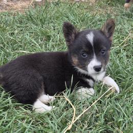 Male 3 - Black and white male American Corgi puppy in Portland, North Dakota from Sliding stop corgis