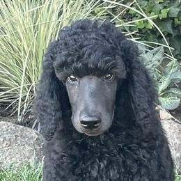 Poodles from Savicah Poodles