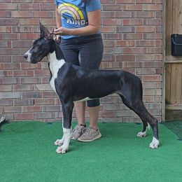 Australian Shepherds, Great Danes, and Rhodesian Ridgebacks from Winners Circle Kennel