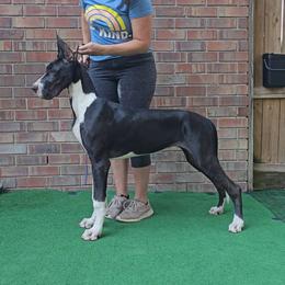 Australian Shepherds, Great Danes, and Rhodesian Ridgebacks from Winners Circle Kennel