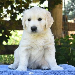 Golden Retriever Puppies from MYSnowAngels