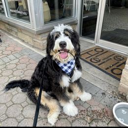 Bernedoodle, Bernese Mountain Dog, and Poodle Puppies from NJ Bernedoodles