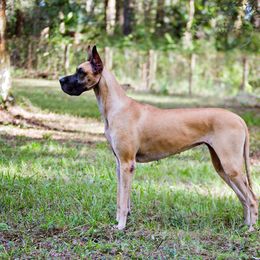 Bedlington Terrier and Great Dane All Grown Up from Cloud9 Bedlingtons and Argos Danes