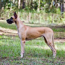 Bedlington Terrier and Great Dane All Grown Up from Cloud9 Bedlingtons and Argos Danes