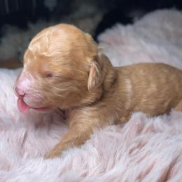 Palmer - Red male Bernedoodle puppy in Port Saint Lucie, Florida from Eastside Paws LLC