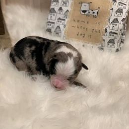 Australian Shepherd and Miniature American Shepherd Puppies from Country Creek Kennels