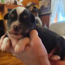 Boy 2 - Black tri male Toy Australian Shepherd puppy in Hampton, Tennessee from TC Farms Stock Dogs - Miniature Australian Shepherds