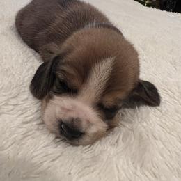 Romeo - Red black and white male Beagle puppy in Brownsboro, Texas from Willow Bark Beagles