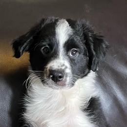 Romeo - Black tri male Miniature Australian Shepherd puppy in Taunton, Massachusetts from Checkered Flag Champions Mini Aussies