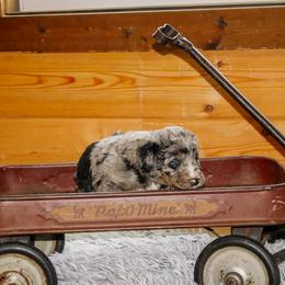 Han Solo - Blue merle male Bernedoodle puppy in Springfield, Missouri from Doodle Dandy Bernedoodles