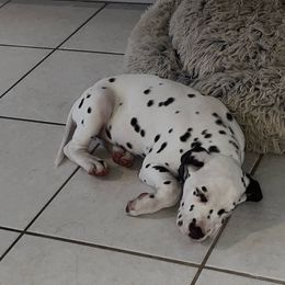 Judge (red boy) - please read description - White and liver brown Dalmatian puppy in Lakeland, Florida from Ink Spot Canines