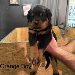 Boy 2 - Black and mahogany male Rottweiler puppy in Lima, Ohio from Vom Hause Bishop
