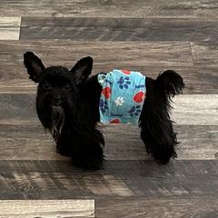 Kenzo - Yorkshire Terrier