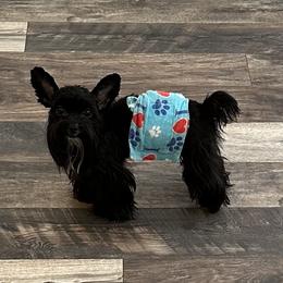 Kenzo - Yorkshire Terrier