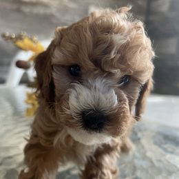 Apple - Red male Cavapoo puppy in Osseo, Michigan from Smiths Fluffy butts