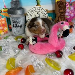 Whiskey - Red merle male Australian Shepherd puppy in Fredericksburg, Virginia from Cooper Ridge Aussies