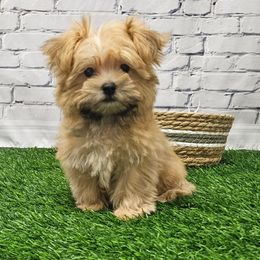 Prince - Gold male Morkie puppy in Monticello, Iowa from Ashley’s Puppies