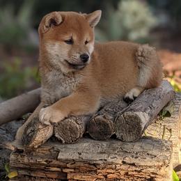 Shiba Inu Puppies from Jogoso Shibas