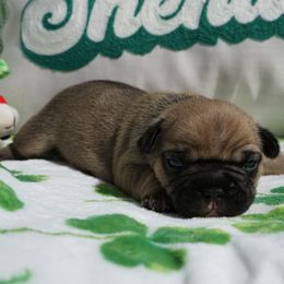 French Bulldog Puppies from Busy Bee French Bulldogs