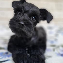 Girl 2 - Black female Miniature Schnauzer puppy in Crestview, Florida from Mert's Creek Miniature Schnauzers
