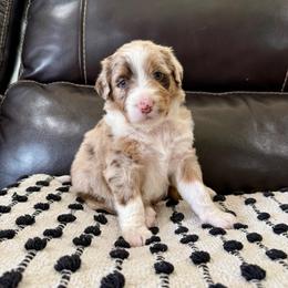 Ello - Brown merle female Aussiedoodle puppy in Heber City, Utah from Junipersdoodles