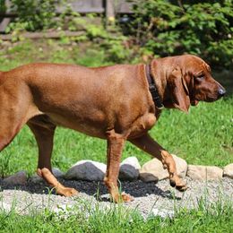 Seven - Redbone Coonhound