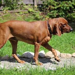 Seven - Redbone Coonhound