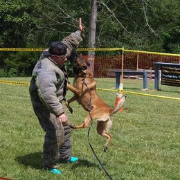 Belgian Malinois and Dutch Shepherd All Grown Up from Torgun Police Dogs
