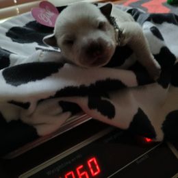 Australian Cattle Dog Puppies from Kurczak Farm LLC