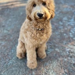 Daisy - Goldendoodle