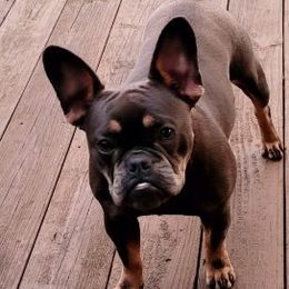 Khloe - French Bulldog