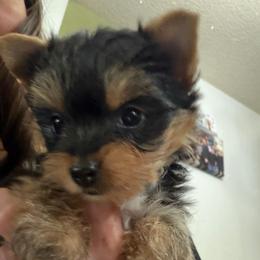 Rhodie - Black and tan male Yorkshire Terrier puppy in Puyallup, Washington from Majestic Mtn Pups