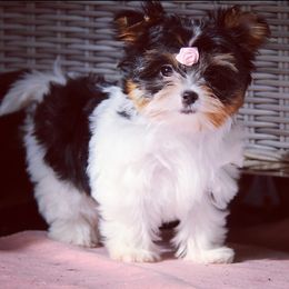Biewer Terriers and Yorkshire Terriers from Lazyriveryorkiesllc