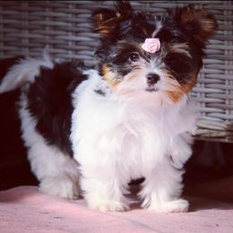 Biewer Terriers and Yorkshire Terriers from Lazyriveryorkiesllc
