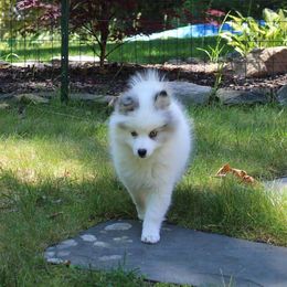 Pomsky Puppies from Azura Pomskies