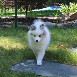 Pomsky Puppies from Azura Pomskies