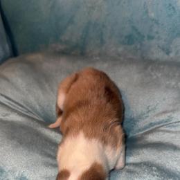 GIRL 1 - Sable merle and white female Collie puppy in Lafayette, Indiana from Katrina's Collies