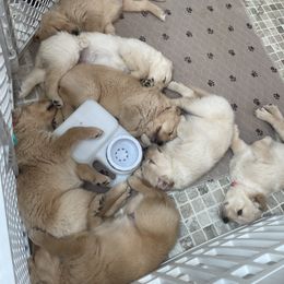 Golden Retriever Puppies from Robinson Goldens