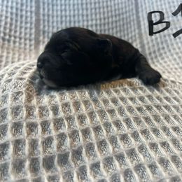 Yorkipoo Puppies from Yorkiepoo