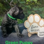 Green Boy - Black male Standard Schnauzer puppy in Bowie, Maryland from Songbird Standard Schnauzers