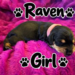 Dachshund Puppies from Dirksen Doxies